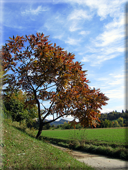 foto Paesaggi tra i Colli